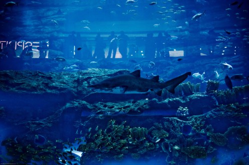 30.1_Oceano num aquário
